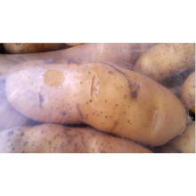Fresh Holland Potato